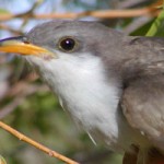 usfws yellow-billed cuckoo