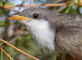 usfws yellow-billed cuckoo